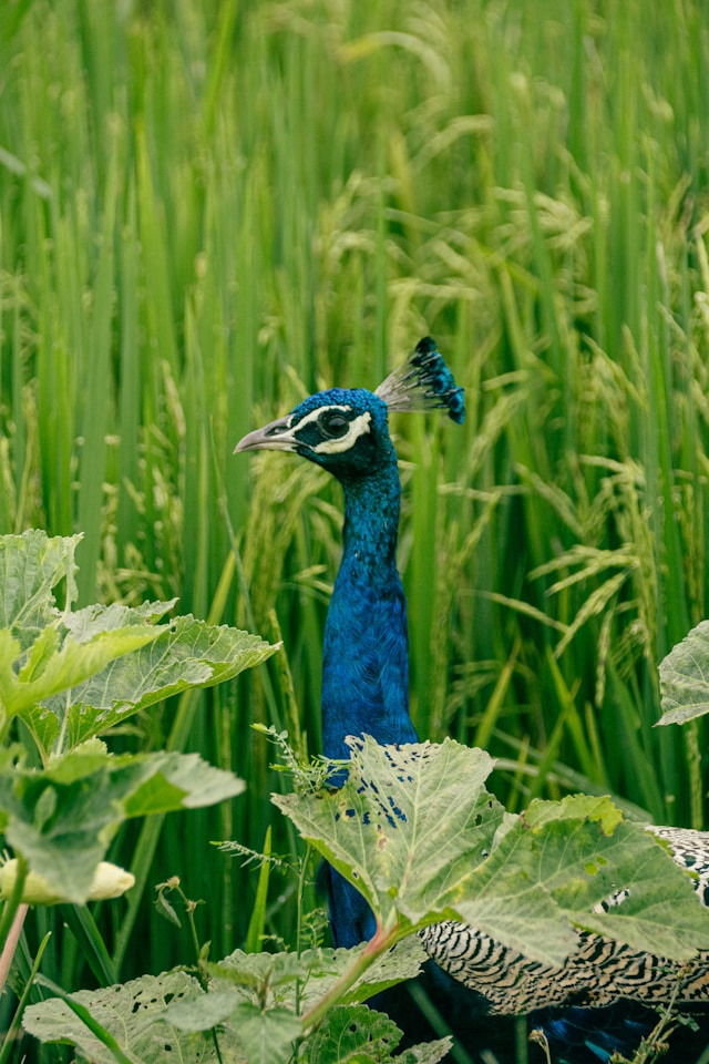 Nature Immersion Experiences